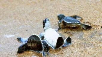 海龟爸爸爆料了吗视频播放,揭秘幕后真相 第3张 海龟爸爸爆料了吗视频播放,揭秘幕后真相 第3张