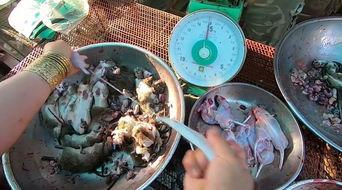 食物爆料视频大全最新版,食物爆料视频大全盘点